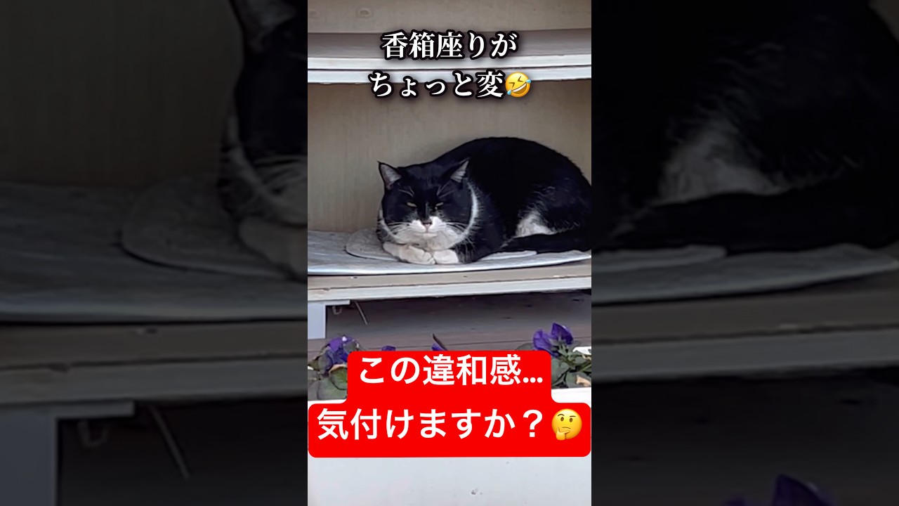 タヌキングのそういうところ好き❤️#short #cat #猫 #cats #shorts #猫のいる暮らし #保護猫 #野良猫