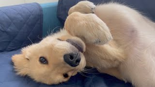 These days, Bisuke often turns over and shows his stomach・・・lol【Golden retriever puppy】