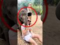 This elephant does it and no one gets mad at him#funny #cute