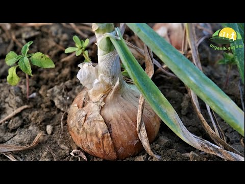 , title : 'Baştan Sona Kuru Soğan Yetiştiriciliği // Dry Onion Cultivation from Start to End'
