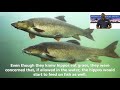 Detroit Zoo Wildlife Adventure Stories Why Hippos Live In The River