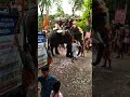 Aana onu pedichuu....( Aana idanju. Elephant attack 2020 ) chiravarambathukavu temple  pooram