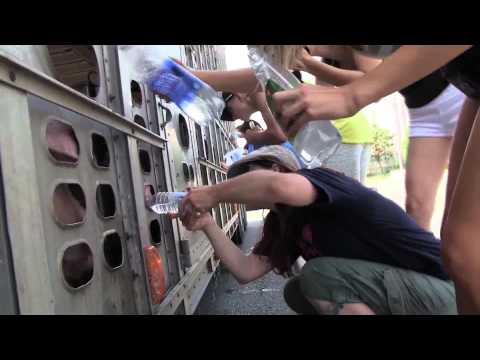 PIG ABUSE - LIVE Transport Truck HOT no WATER upto 50 hrs (Vegetarian Animal Welfare Dogs Meat Bacon