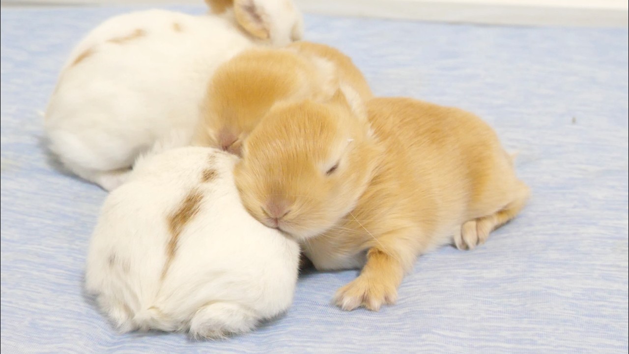 きょうだいをまくらにスヤスヤ眠る赤ちゃんうさぎ