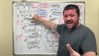 bioquímica #07 METABOLISMO DOS AMINOÁCIDOS E FORMAÇÃO DA URÉIA