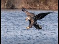Young Bald Eagle Already Hunts with Amazing Precision