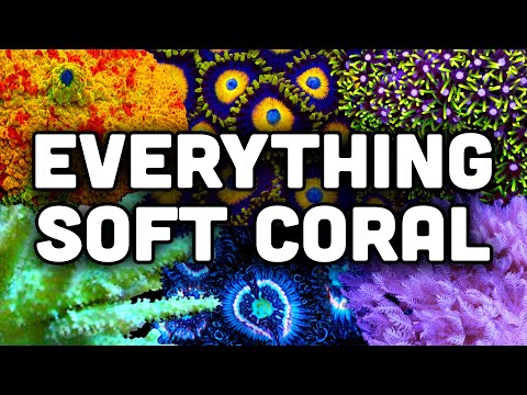 Soft Corals in Reefs! Hardy and Easy! | Coral Care Guide