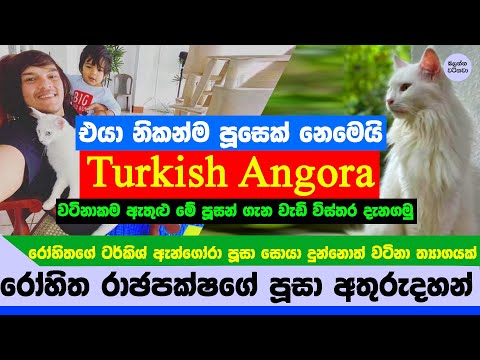 රෝහිත රාඡපක්ෂගේ නැති වුනේ එසේ මෙසේ පූසෙක් නෙමේ - Rohitha Rajapaksa Turkish angora cat