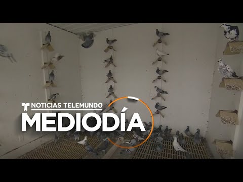 , title : 'Mexicano entrena en EE.UU. palomas mensajeras de campeonatos | Noticias Telemundo'