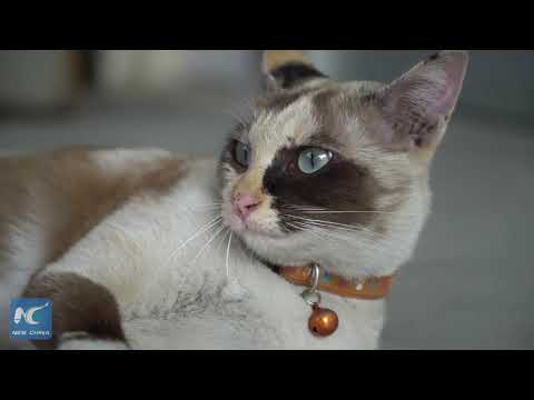 Do cats really understand us? - YouTube