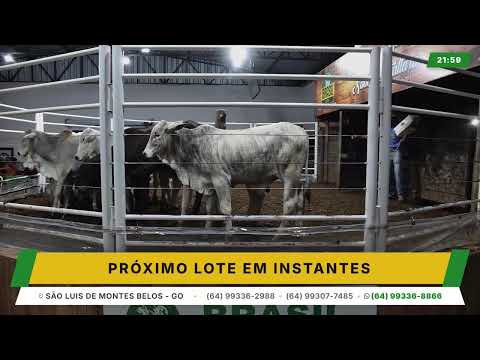 BRASIL LEILÕES - SÃO LUIS DE MONTES BELOS - GO -01/07/2026