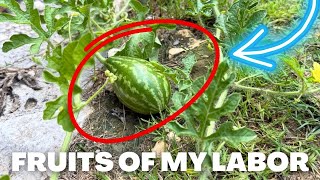🔴LIVESTREAM: My first watermelon!!!