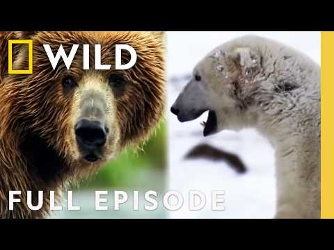 Grizzly vs. Polar Bear (Full Episode) | America the Wild | Nat Geo Animals