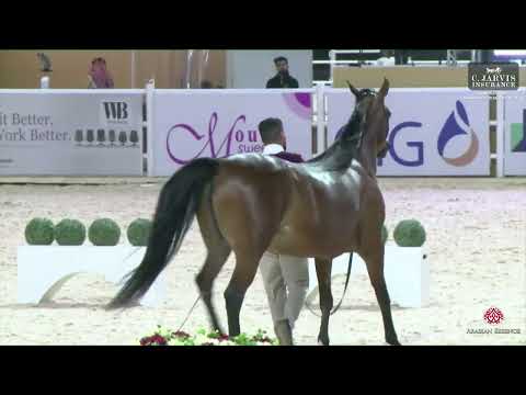 N.88 PRISCILLA OS - Almortajaz Arabian Horse Show 2024 - Mares 7-9 Years Old (Class 5)