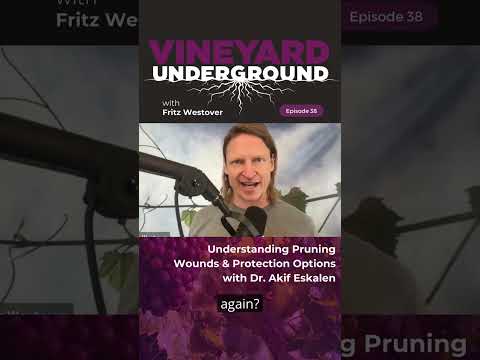 Understanding Pruning Wounds & Protection Options #viticulture #vineyardmanagement #podcast