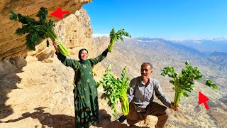 Download lagu Two nomadic couples search for mountain celery in the mountains mp3