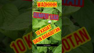Download lagu Dianggap rumput liar ternyata berkhasiat | Khasiat Daun Babadotan mp3 Download lagu Dianggap rumput liar ternyata berkhasiat | Khasiat Daun Babadotan mp3