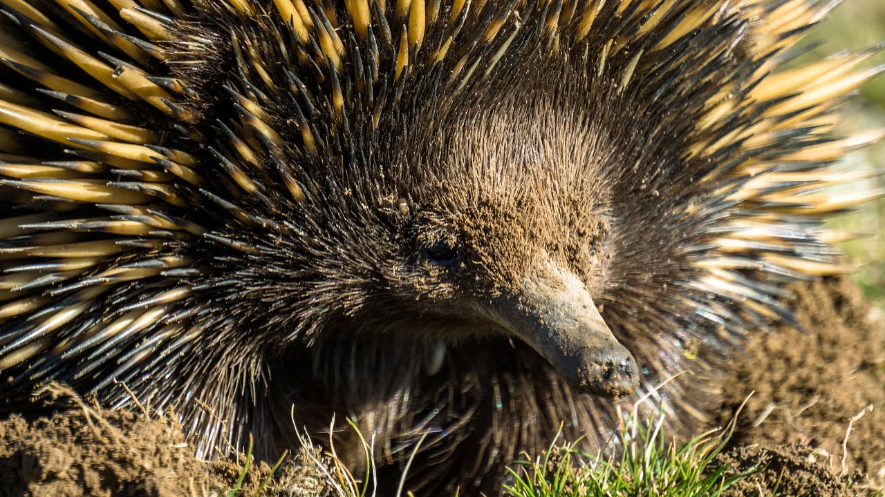 Discover a captivating glimpse of Mulligans Flat Woodland Sanctuary.