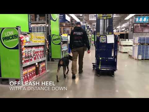 1 Year Old Doberman Pinscher "Mosin" - Before & After - 2 Week Board and Train