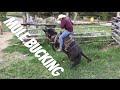 MULE BUCKS ME OFF Mule Ranching Vlog 1