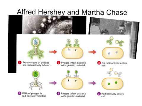 Alfred Hershey and Martha Chase