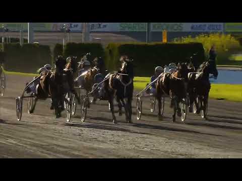 Upploppet Harper Hanovers 2021. Wild Love.