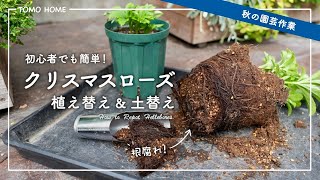 Refresh your summer damaged Christmas rose! How to repot and change the soil