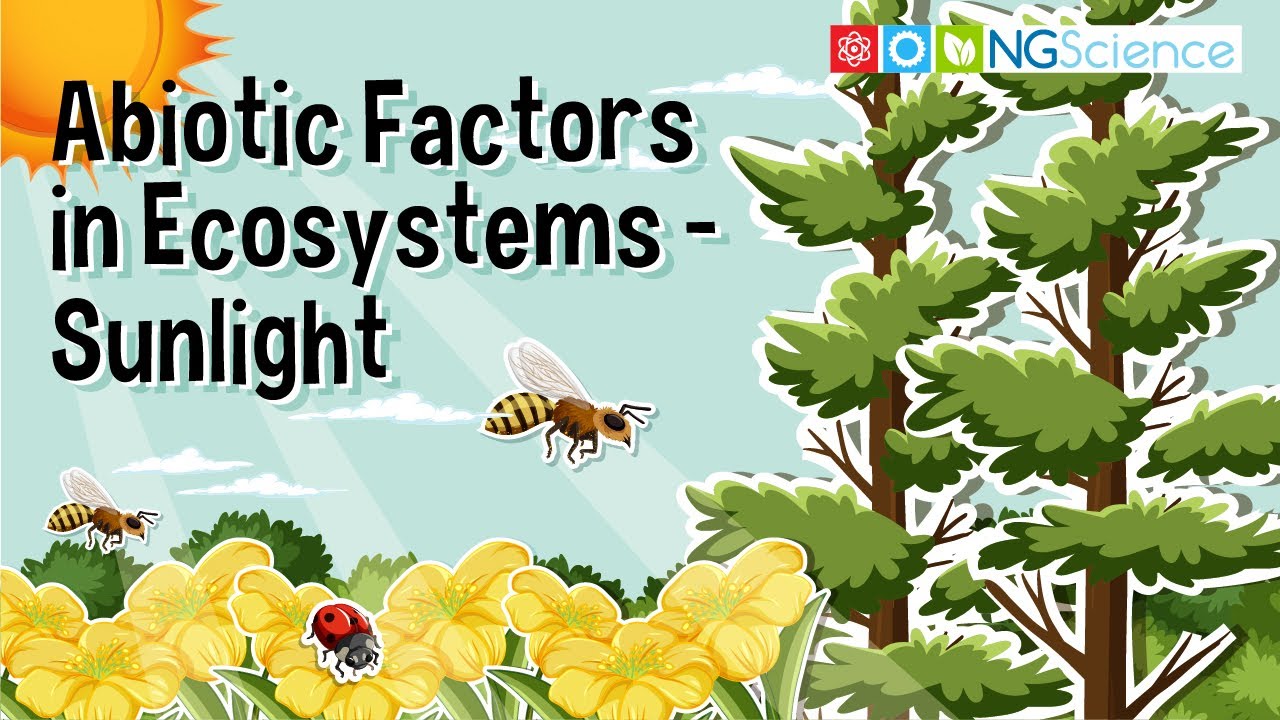 Is sunlight a biotic factor in an ecosystem?