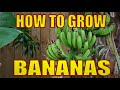 Best Banana Trees To Grow In Florida