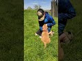Golden Retriever dogs for sale: Stella - Video 1
