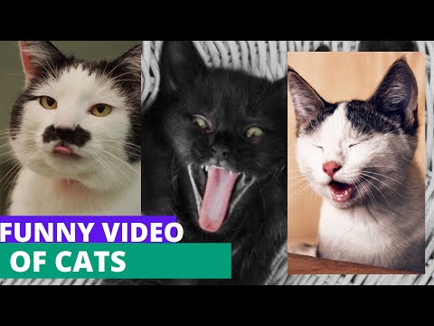 #catvideos #cat #funny #cats 