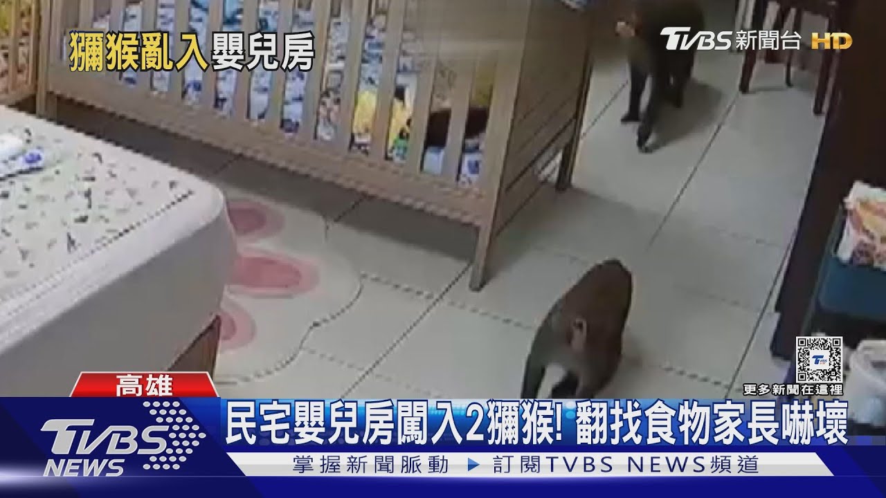 嬰兒房闖入2獼猴「搶食物」　男嬰狂哭家長嚇壞