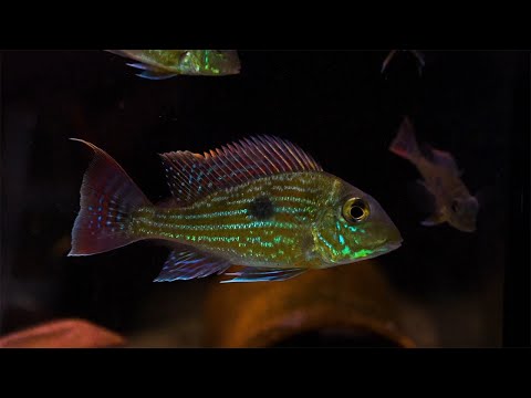 Sveni Erdfresser - Geophagus sveni Rio Araguaia