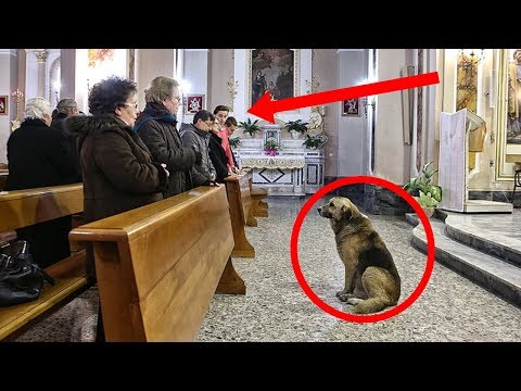 Pensaron que era gracioso ver un perro metido en la iglesia, pronto descubren la dolorosa verdad. Video