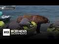 Video shows bear strolling across crowded Lake Tahoe beach