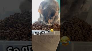 This Is Biblical Levels Of Greed! 😂 #catvideos