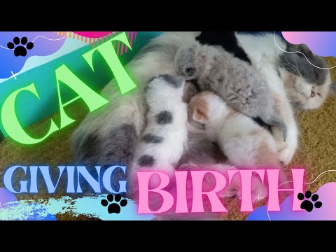 PERSIAN CAT : GIVING BIRTH FOR THE FIRST TIME