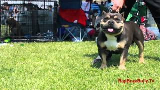 7th Annual Chavez Pits Cinco De Mayo Super Bully Show