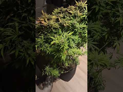 Harvest time! Mike Tyson x RQS Dynamite Diesel! (350g total, dry weight). #motivation #weed