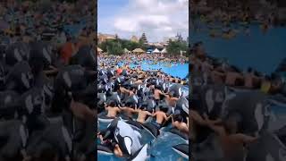 Download lagu Japanese swimming pool #mindblowingvideo #shorts mp3