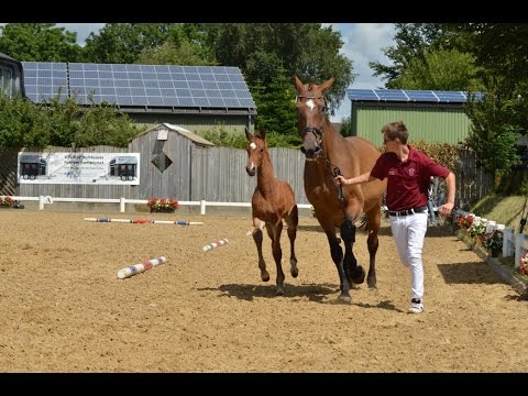 Prämiertes Holsteiner Hengstfohlen von Chin Champ