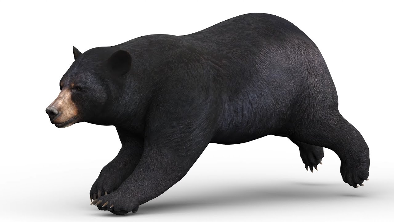 Animierter Schwarzb&auml;r 3D Modell