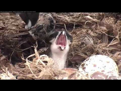 Hellgate Osprey Nest Iris feeds chick some nice fish 3:54pm MDT 6-3-2017