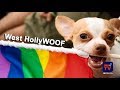 Video for HOLLYWOOD News ,    VIDEO, "JUNE 4, 2018",  -interalex