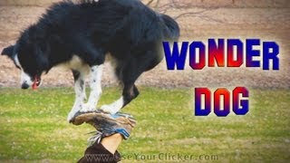 Nana the Wonder Dog: Amazing Dog Tricks