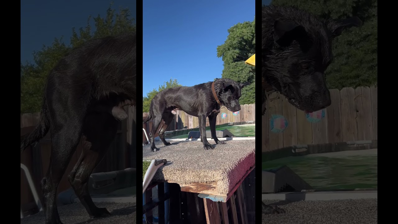 Enlarge Buddy, a Adoptable mixed breed in Modesto , CA video 6/6