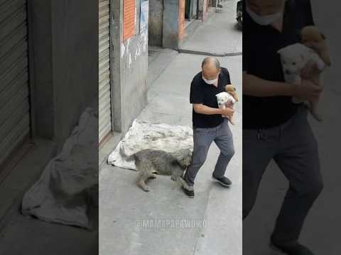 Street angels came to help the stray dog mom