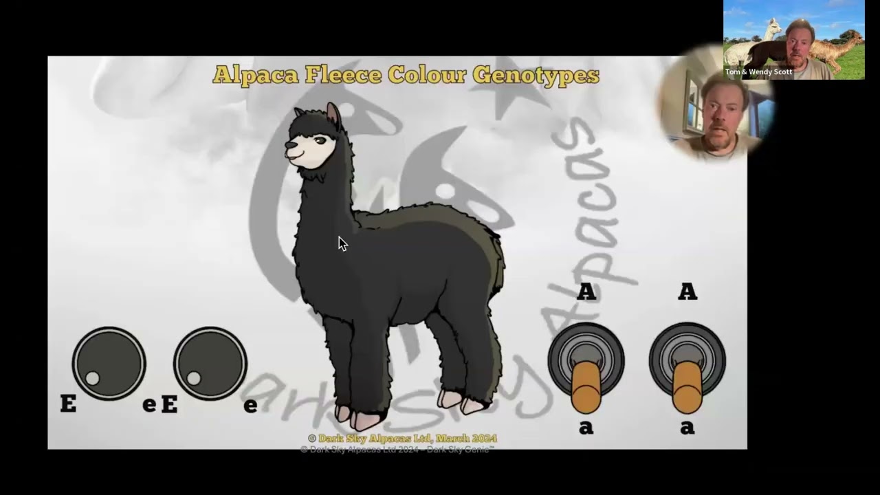 Alpaca Colour Genetics – Demystifying the magic