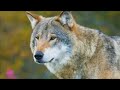 Wolf Attacks Dog Amazing Video Wolf Attack Movie Wolf Attack Scene