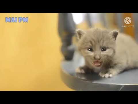 cuts,cat,🐈🐱mom sumaya#